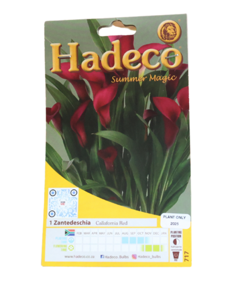 Zantedeschia (Calla lily) - Callafornia Red - 1 Bulb Pack