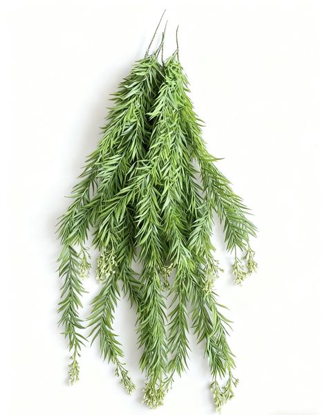 Exploring the Charm of This Verdant Hanging Plant
