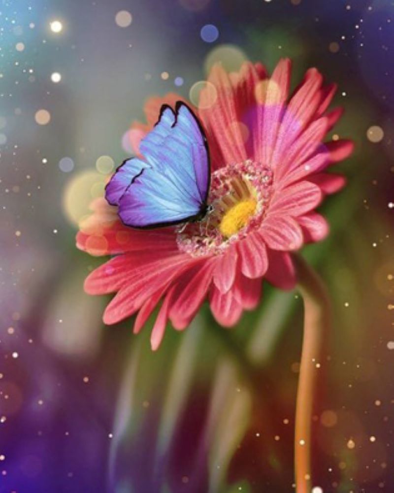 Diamond painting round drill diy kit 40cm x 50cm butterfly flower