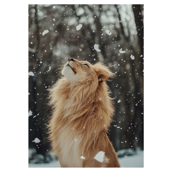 Lion In Snow - A1 Poster