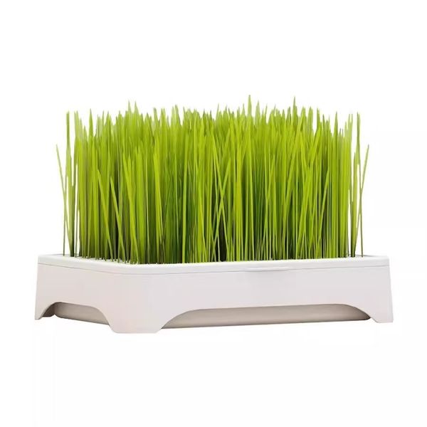 Super Grass for Cats, Rabbit Birds, Guinea Pigs