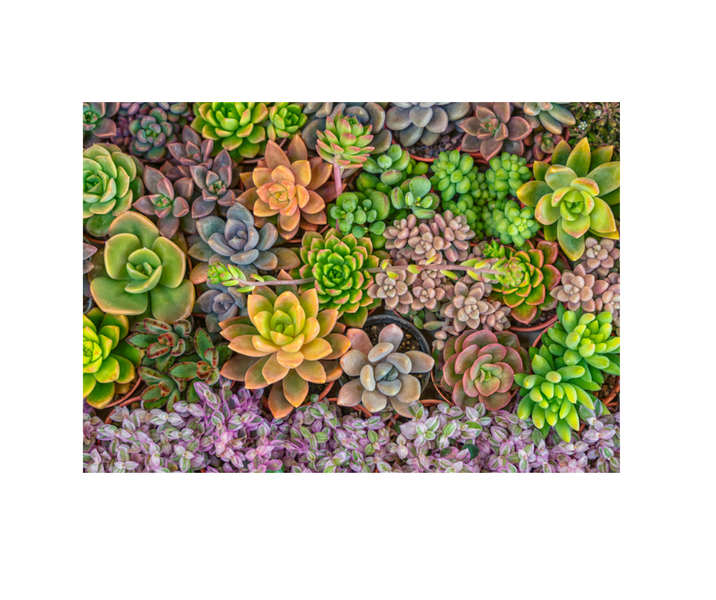 Set of 6 Exquisite Dining PVC Designer Placemats: Succulent Group