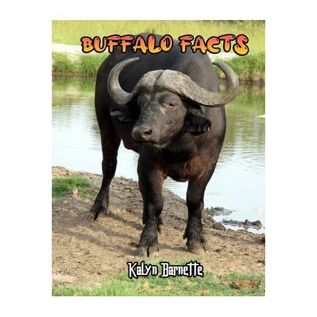 Buffalo Facts: BUFFALO fact for girl age 1-10 BUFFALO fact for boy age 1-10  facts about buffalos | Buy Online in South Africa 