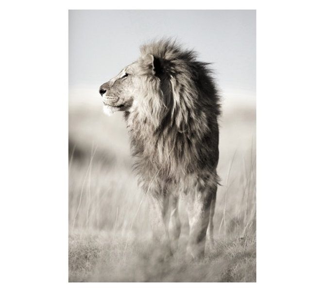 Lion Canvas - Brown (650 x 440 x 650mm)