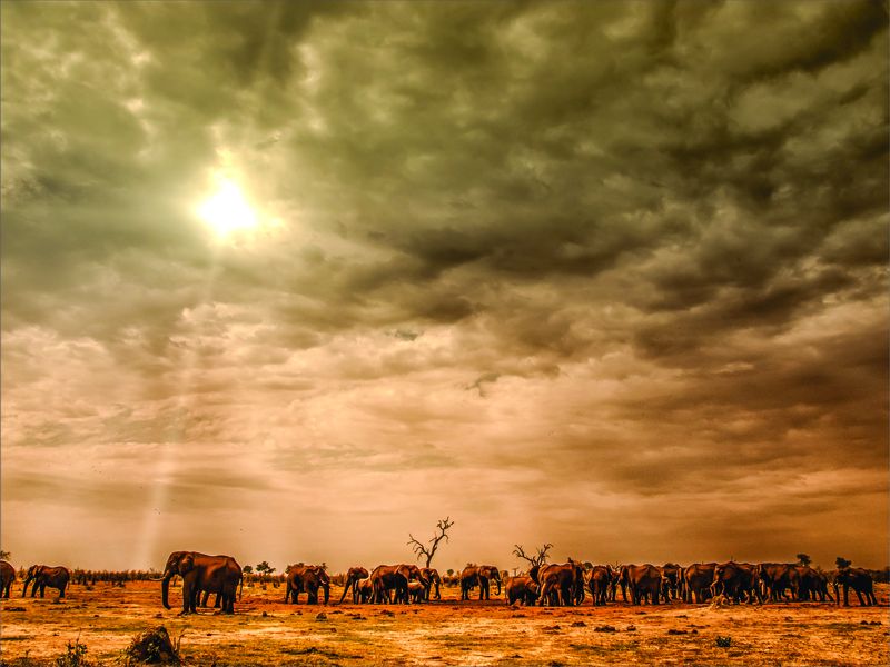Laptop Skin - Sticker - Botswana Elephants