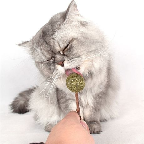 Cat 2024 lollipop treat