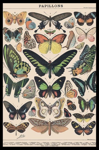 Millot (Papillons) Poster with Black Frame - 66cm x 96.5cm