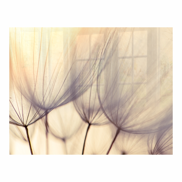 Decorative Glass Wall Tile (898 X 700 X 6mm) Dandelion Floret
