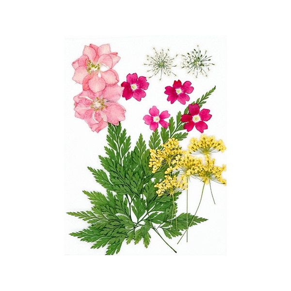 Pressed Dried Flowers, Style 12.10