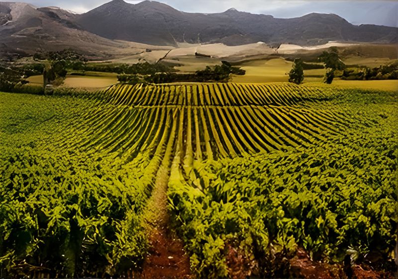Canvas, Wood, cm Home Decor Wall Art, Ready To Hang Winelands