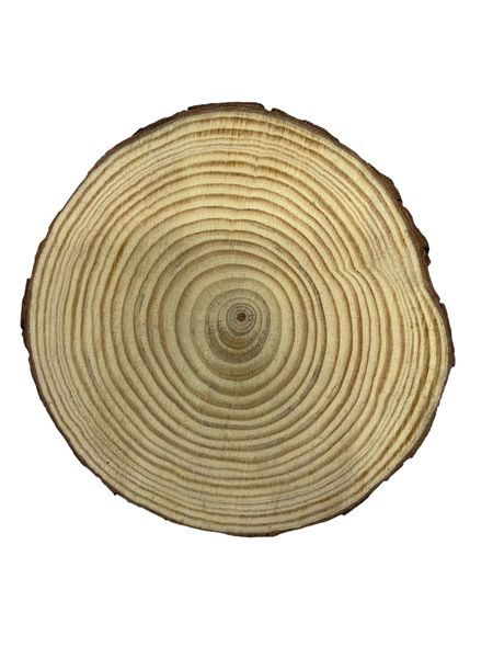 Natural Wood Slices-Set of 4