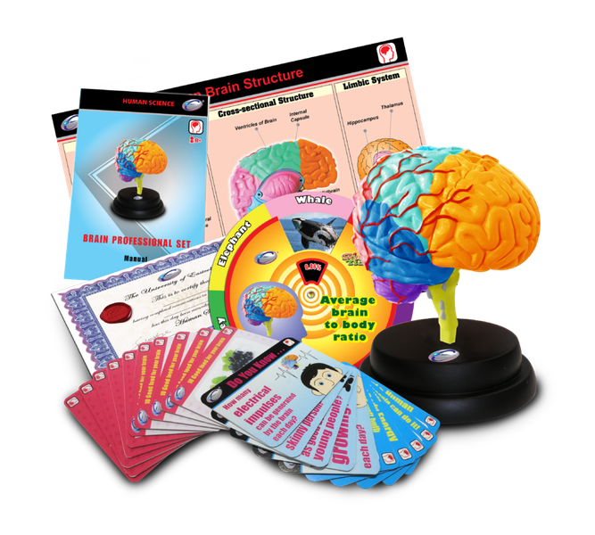 STEM Brain Professional Model Deluxe Set