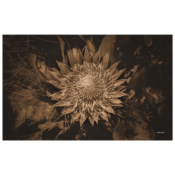 King Protea Sepia Rectangle Tablecloth by Annette Heymans