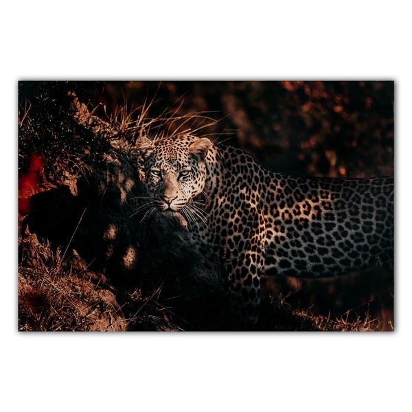 Premium Framed Canvas Print: Cheetah 42