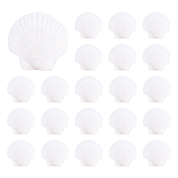 25Pcs Natural Scallop Shell Special For Handmade Diy Coloring Shell
