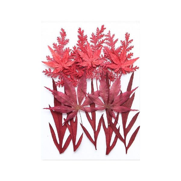 Pressed Dried Flowers - Greenery, Style 3