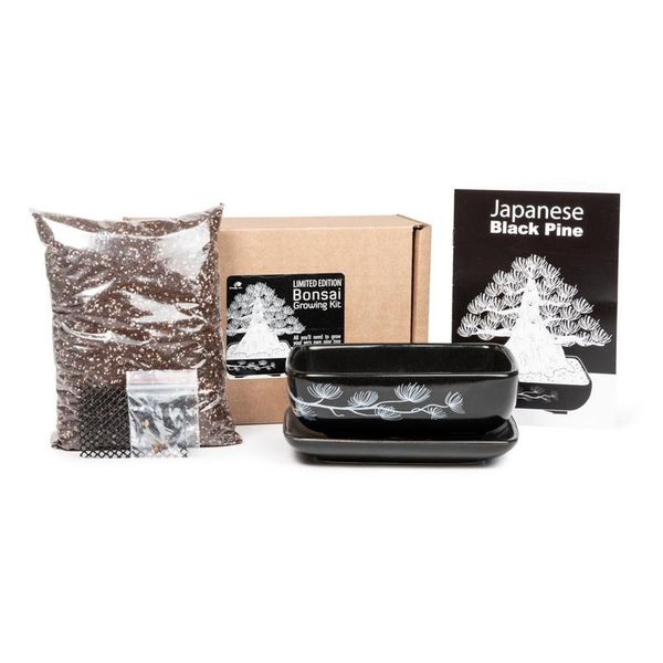 Japanese Black Pine Bonsai Kit