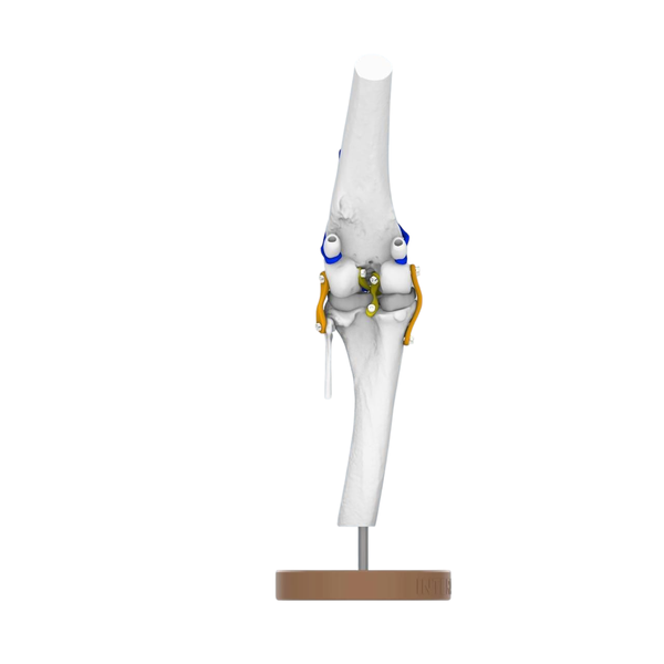 Canine Stifle Joint - Life size Joint Demonstration Anatomy Model