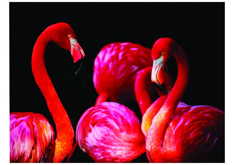 Laptop Skins - Flamingos - Stickers - Vinyl
