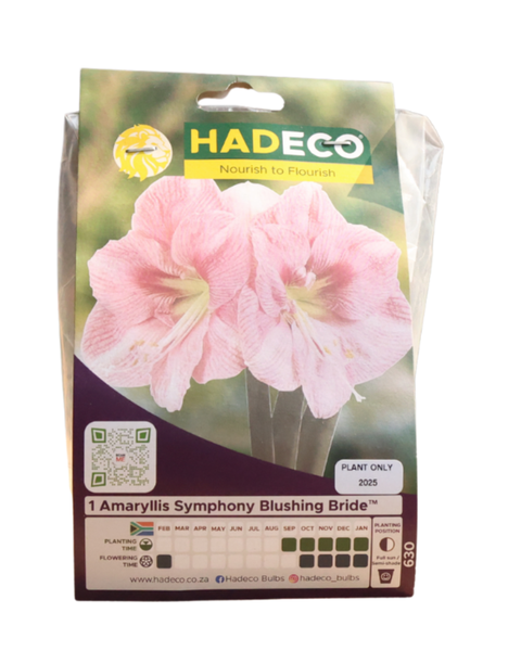 Hippeastrum (amaryllis) Symphony Single - Blushing Bride - 1 Bulb Packet