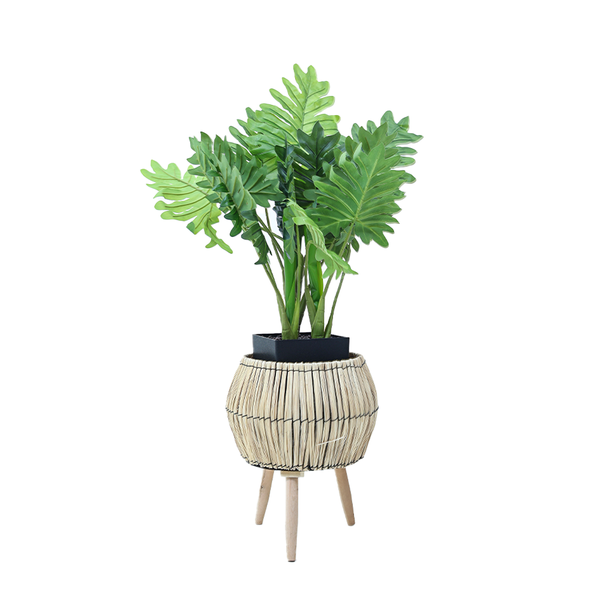 Philodendron Xanadu in Rattan Tripod Planter - A Tropical Dream on Stilts