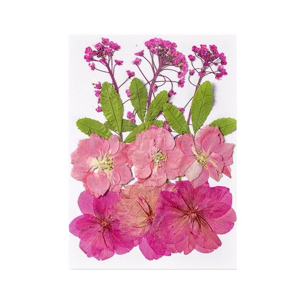 Pressed Dried Flowers, Style 8.6