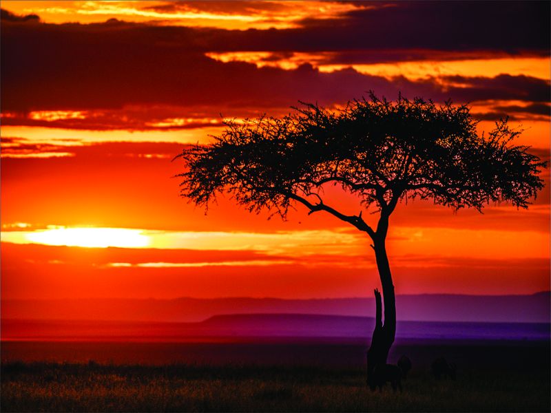 Laptop Skin - Sticker - Tree &amp; African Sky