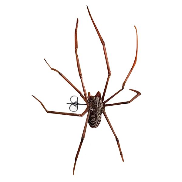 Fashion Realistic Halloween Giant House Spider Earring -10cm