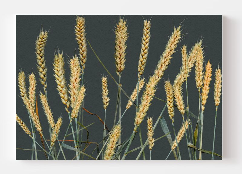 A3 Disposable Paper Placemat Set - Dried Wheat