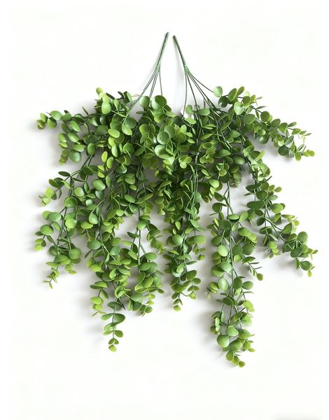 Exploring the Charm of This Verdant Hanging Plant