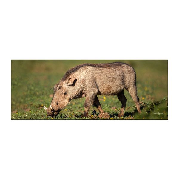Warthog Phacochoerus Africanusa Large Desk Pad By Fanie Heymans