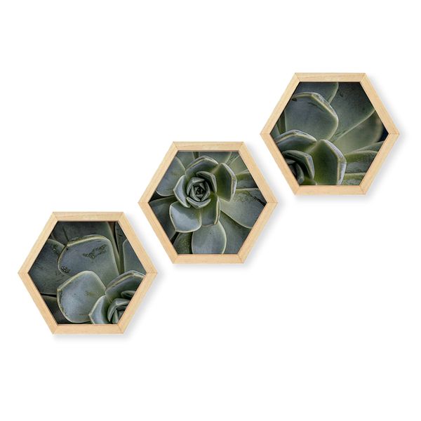 Cape Art Wall Art Pine Hex 3 Piece Collage - Succulent Close-Up