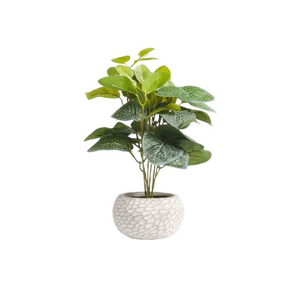 Home and Party Home Ceramic Zanzibar Plant