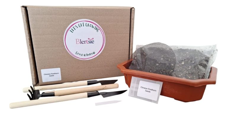 Blertsie Grow A Bonsai Kit - Chinese Firethorn