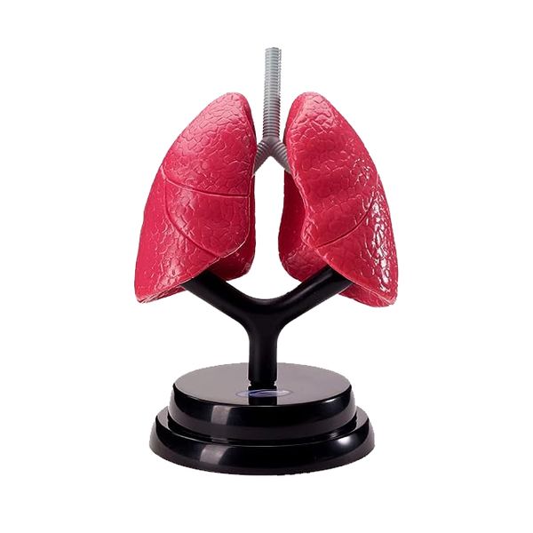 STEM Augmented Reality - Respiratory Lung Professional Model - Teaching Aid