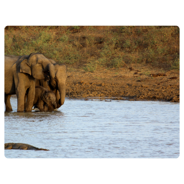 Elephants Drinking Water Mouse Pad