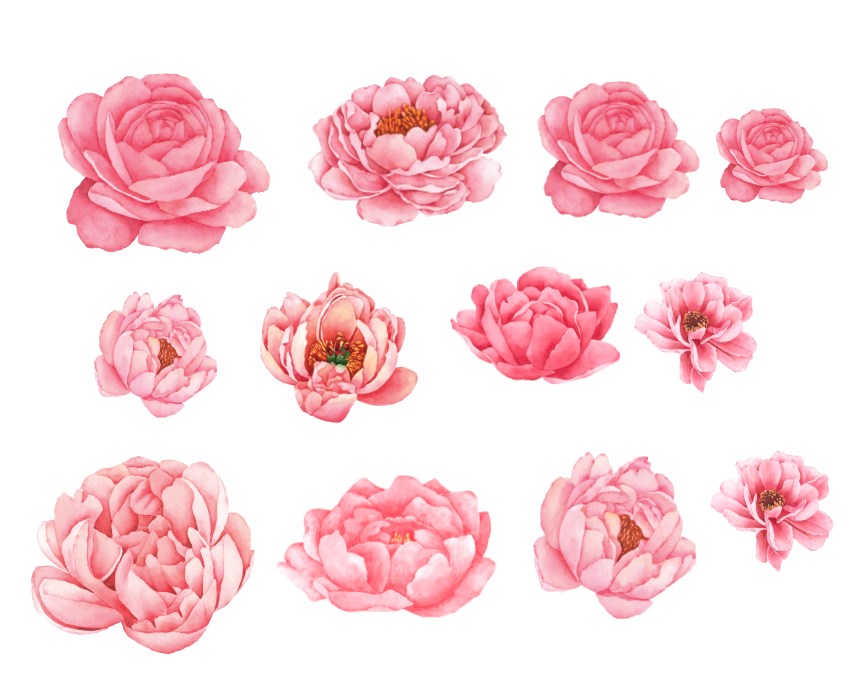 Peony Wall Vinyl Stickers Pack of 12 Individual Peony Flower Decals