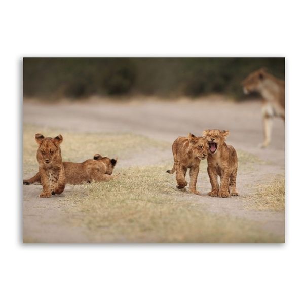 Lion Cubs Canvas - Animals Wall Art with a Solid Wood Frame