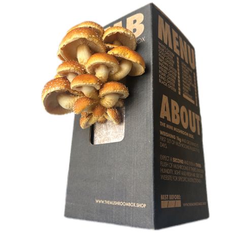 Chestnut Mushroom Box Image