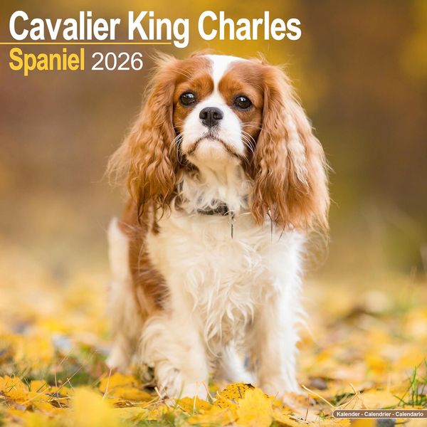 Cavalier King Charles Spaniel 2026 Square Wall Calendar