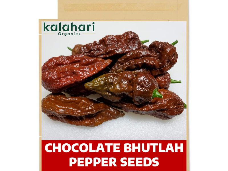 Kalahari Chocolate Bhutlah Chilli Seeds - A Super-Hot Beast!