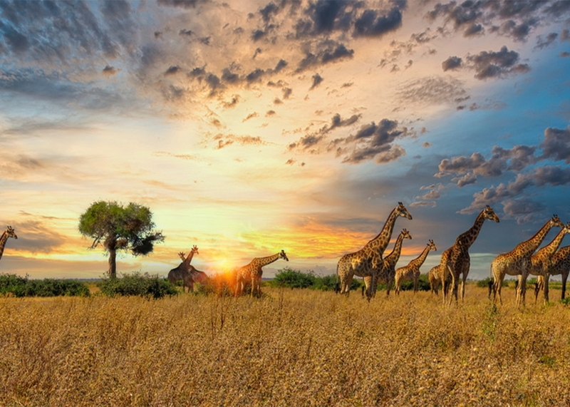 Wall Art Canvas - Giraffe Herd
