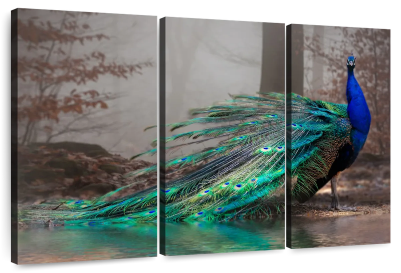 Canvas Art - Elegant Blue Peacock 3 Piece Canvas Wall Art Decor