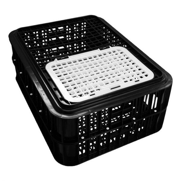 Poultry - Live Bird - Classic - Black - Crate - 2 Pack