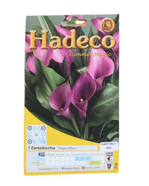 Zantedeschia (Calla Lily) - Grape Velvet - 1 Bulb Pack