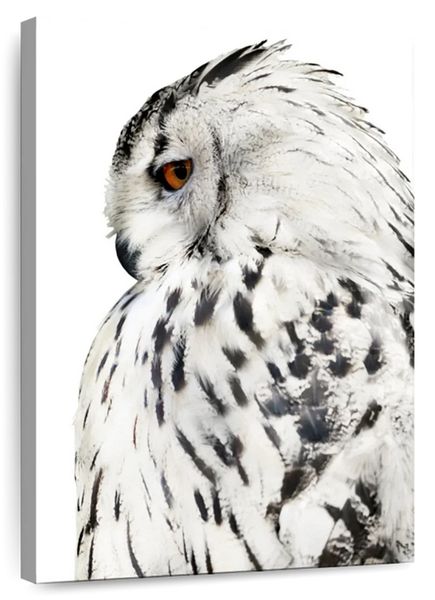 Canvas Art - White Barn Owl Canvas Wall Art Decor