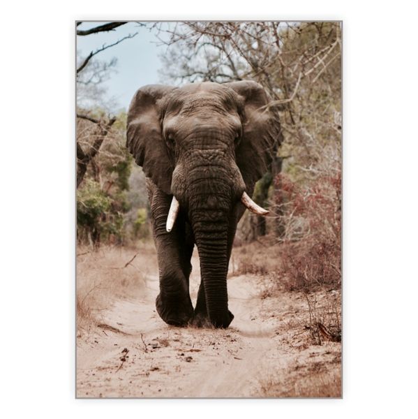 African Elephant Roaming - A1 Poster