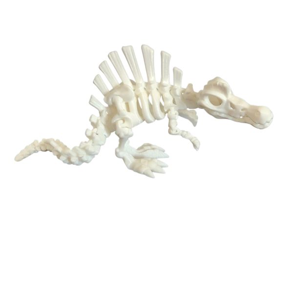 Articulated Skeleton Spinosaurus Toy - 28cm Dinosaur with Movable Jaw