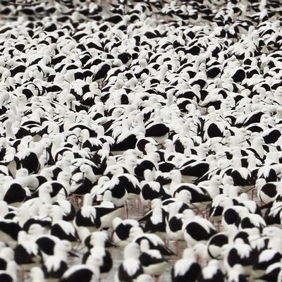 Flood (Vinyl / 12" Album)