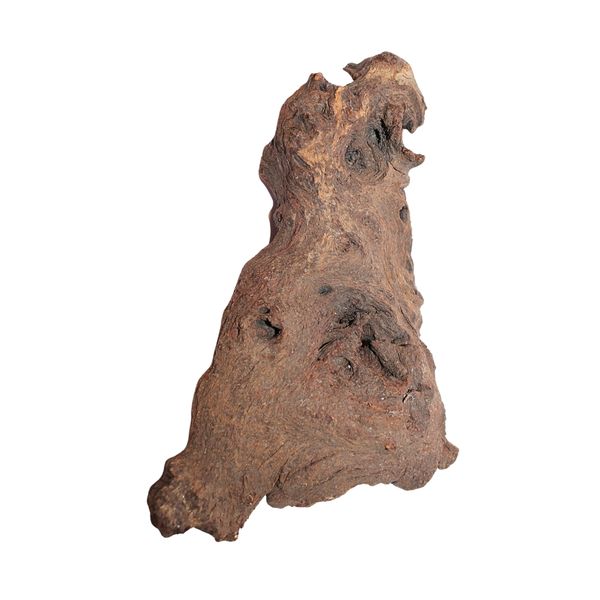 Mopane Root Driftwood - Authentic African Wonder for Aquariums &amp; Decor